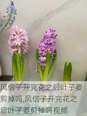 风信子开完花之后叶子要剪掉吗,风信子开完花之后叶子要剪掉吗视频