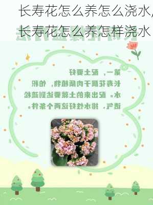 长寿花怎么养怎么浇水,长寿花怎么养怎样浇水