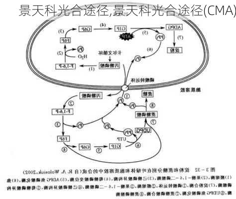 景天科光合途径,景天科光合途径(CMA)