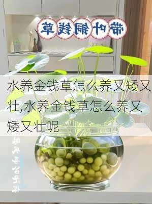 水养金钱草怎么养又矮又壮,水养金钱草怎么养又矮又壮呢