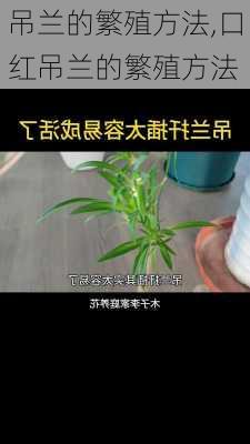 吊兰的繁殖方法,口红吊兰的繁殖方法