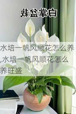 水培一帆风顺花怎么养,水培一帆风顺花怎么养旺盛