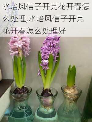 水培风信子开完花开春怎么处理,水培风信子开完花开春怎么处理好