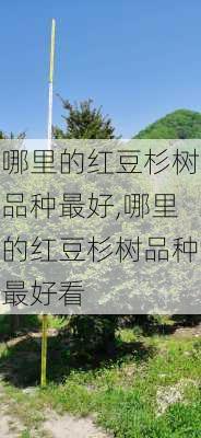 哪里的红豆杉树品种最好,哪里的红豆杉树品种最好看