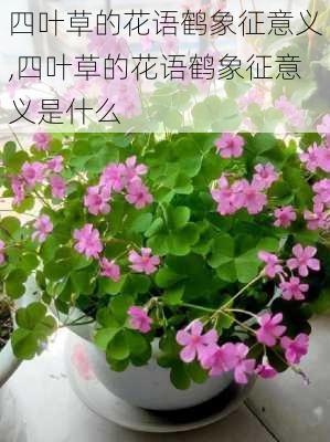 四叶草的花语鹤象征意义,四叶草的花语鹤象征意义是什么