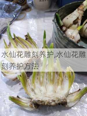 水仙花雕刻养护,水仙花雕刻养护方法