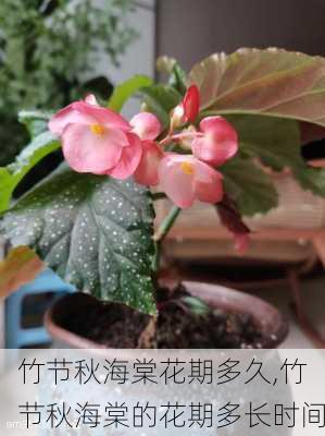 竹节秋海棠花期多久,竹节秋海棠的花期多长时间