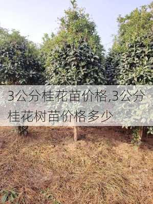 3公分桂花苗价格,3公分桂花树苗价格多少