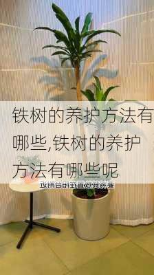 铁树的养护方法有哪些,铁树的养护方法有哪些呢