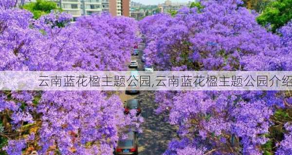 云南蓝花楹主题公园,云南蓝花楹主题公园介绍