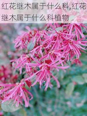 红花继木属于什么科,红花继木属于什么科植物