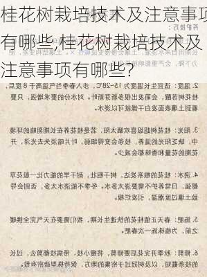 桂花树栽培技术及注意事项有哪些,桂花树栽培技术及注意事项有哪些?