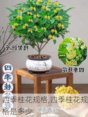 四季桂花规格,四季桂花规格是多少