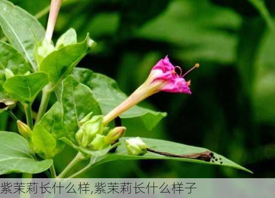 紫茉莉长什么样,紫茉莉长什么样子