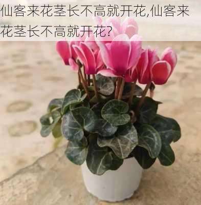 仙客来花茎长不高就开花,仙客来花茎长不高就开花?