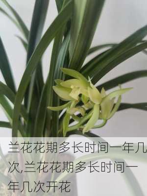 兰花花期多长时间一年几次,兰花花期多长时间一年几次开花