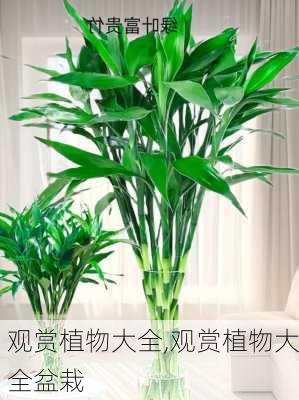 观赏植物大全,观赏植物大全盆栽