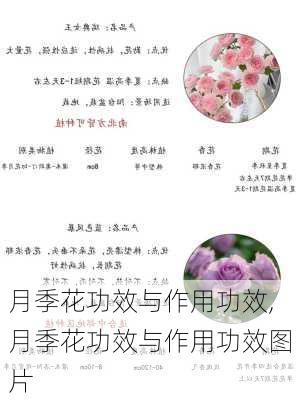 月季花功效与作用功效,月季花功效与作用功效图片