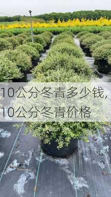 10公分冬青多少钱,10公分冬青价格