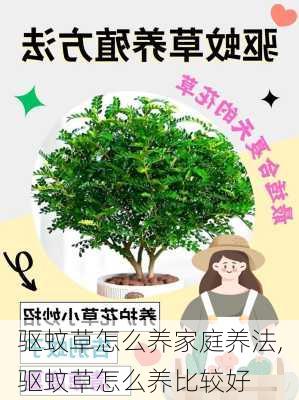 驱蚊草怎么养家庭养法,驱蚊草怎么养比较好