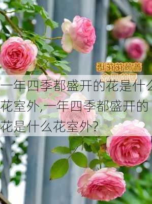 一年四季都盛开的花是什么花室外,一年四季都盛开的花是什么花室外?