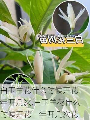 白玉兰花什么时候开花一年开几次,白玉兰花什么时候开花一年开几次花