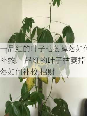 一品红的叶子枯萎掉落如何补救,一品红的叶子枯萎掉落如何补救,招财