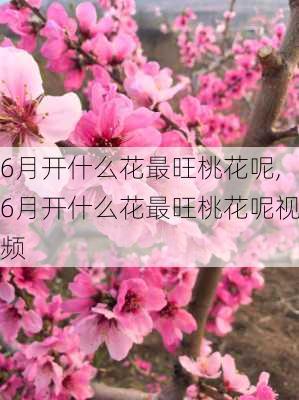 6月开什么花最旺桃花呢,6月开什么花最旺桃花呢视频