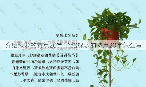 介绍绿萝的特点20字,介绍绿萝的特点20字怎么写