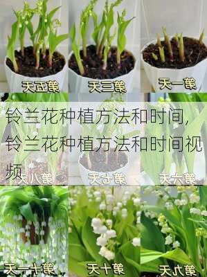 铃兰花种植方法和时间,铃兰花种植方法和时间视频