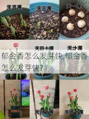 郁金香怎么发芽快,郁金香怎么发芽快?