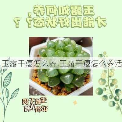 玉露干瘪怎么养,玉露干瘪怎么养活