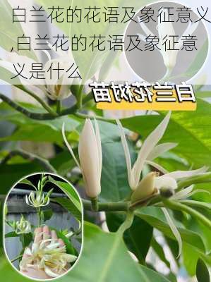 白兰花的花语及象征意义,白兰花的花语及象征意义是什么