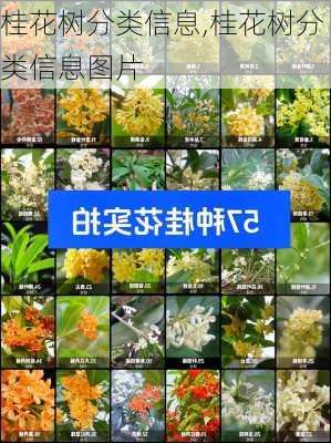 桂花树分类信息,桂花树分类信息图片