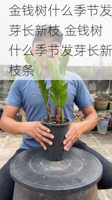 金钱树什么季节发芽长新枝,金钱树什么季节发芽长新枝条