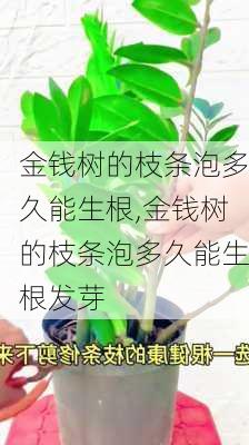 金钱树的枝条泡多久能生根,金钱树的枝条泡多久能生根发芽