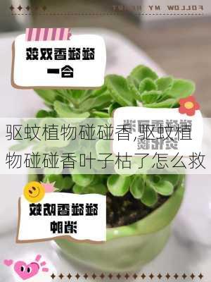 驱蚊植物碰碰香,驱蚊植物碰碰香叶子枯了怎么救