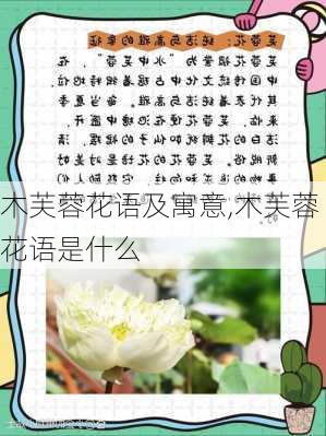 木芙蓉花语及寓意,木芙蓉花语是什么