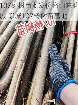 107杨树苗批发价格山东聊城,聊城107杨树苗基地