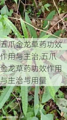 五爪金龙草药功效作用与主治,五爪金龙草药功效作用与主治与用量