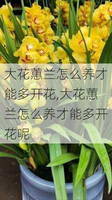 大花蕙兰怎么养才能多开花,大花蕙兰怎么养才能多开花呢