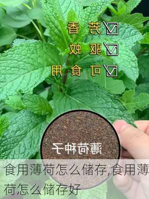 食用薄荷怎么储存,食用薄荷怎么储存好