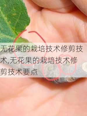 无花果的栽培技术修剪技术,无花果的栽培技术修剪技术要点