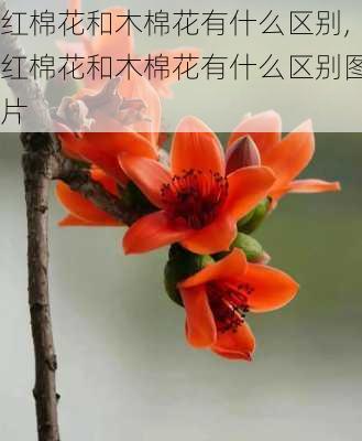 红棉花和木棉花有什么区别,红棉花和木棉花有什么区别图片