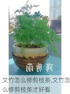 文竹怎么修剪枝条,文竹怎么修剪枝条才好看