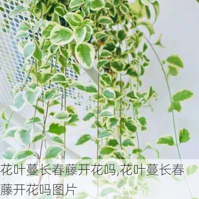 花叶蔓长春藤开花吗,花叶蔓长春藤开花吗图片