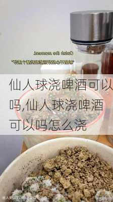 仙人球浇啤酒可以吗,仙人球浇啤酒可以吗怎么浇