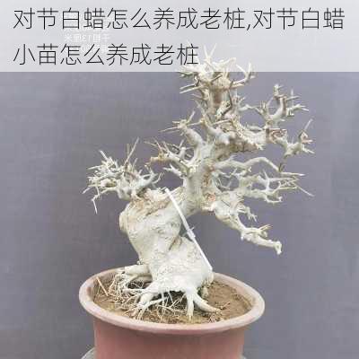 对节白蜡怎么养成老桩,对节白蜡小苗怎么养成老桩