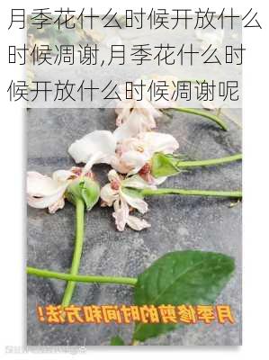 月季花什么时候开放什么时候凋谢,月季花什么时候开放什么时候凋谢呢