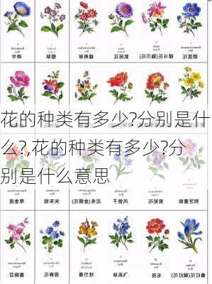 花的种类有多少?分别是什么?,花的种类有多少?分别是什么意思